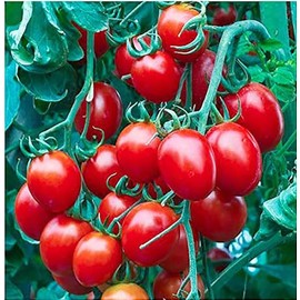 Red Cherry Tomato Seeds - 50 Seeds - Stunning Colors and Delicious Tomatoes for Home Growing, Non GMO - Neonicotinoid-Free.