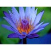 AWAD Lotus Blue Absolute Pure Essential Oil - 100 ML
