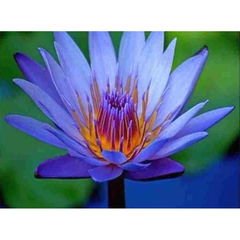 AWAD Lotus Blue Absolute Pure Essential Oil - 100 ML