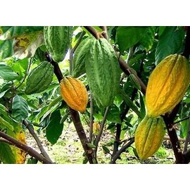 New and Healthy Theobroma Cacao Cocoa Chocolate Fruit Tree - TRINITARIO - Potted Plant Yellow Green