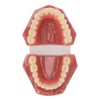 Tooth Model 28 Teeth Dental Orthodontic Model Teaching Study Supplies