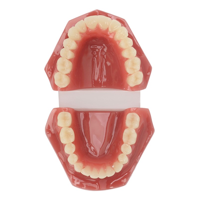 Tooth Model 28 Teeth Dental Orthodontic Model Teaching Study Supplies