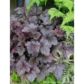 Perennial Farm Marketplace Heuchera x 'Plum Pudding' (Coral Bells) Perennial, 1 Quart, Shiny Dark Purple Foliage