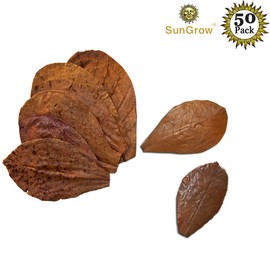 SunGrow Betta Leaves, 2”, 50 Pcs Beneficial Mini Catappa Indian Almond Leaves for Overall Development in Fish Tank Aquarium, Water Conditioner Leaves Lower pH