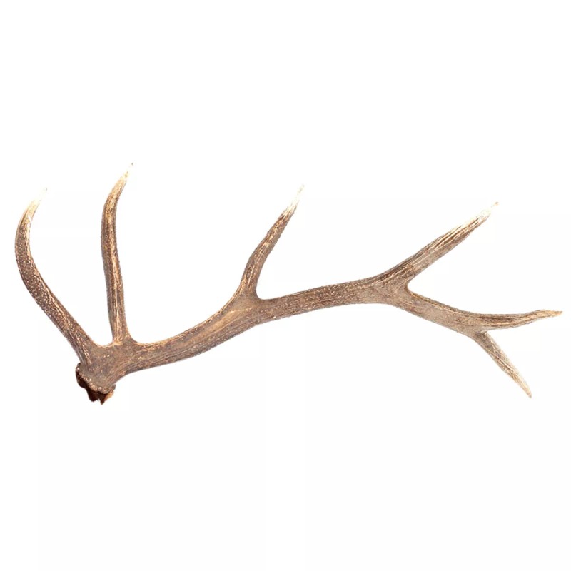 PrinceHerb Medicinal Herb, 100% Natural Russian Deer Antlers 녹각 Bulk