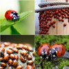 1500 Live Ladybugs for Garden | Hippodamia Convergens | Ladybugs
