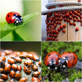 1500 Live Ladybugs for Garden | Hippodamia Convergens | Ladybugs Live | Net Bag