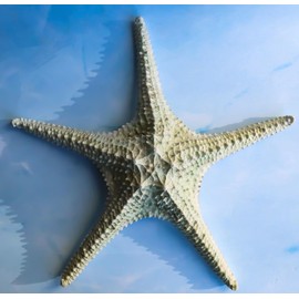 Ebros Large Jumbo Ocean Coral Sea Star Shell Starfish Statue 11.25" Long Nautical Coastal Themed Decor for Wedding Beach Party Home Decorations DIY Crafts Fish Tank Collectors