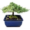 Live Dwarf Juniper Bonsai Tree | Indoor/Outdoor | 100% Handcrafted| Home and Office Décor | Best Gift for Holiday (M)