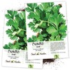 Seed Needs, Cilantro Culinary Herb Seeds for Planting (Coriandrum sativum)