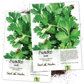 Seed Needs, Cilantro Culinary Herb Seeds for Planting (Coriandrum sativum) Single Package of 250 Seeds Non-GMO / Untreated