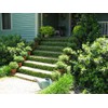 Creeping Fig Vine - Ficus Pumila - 20 Live Fully