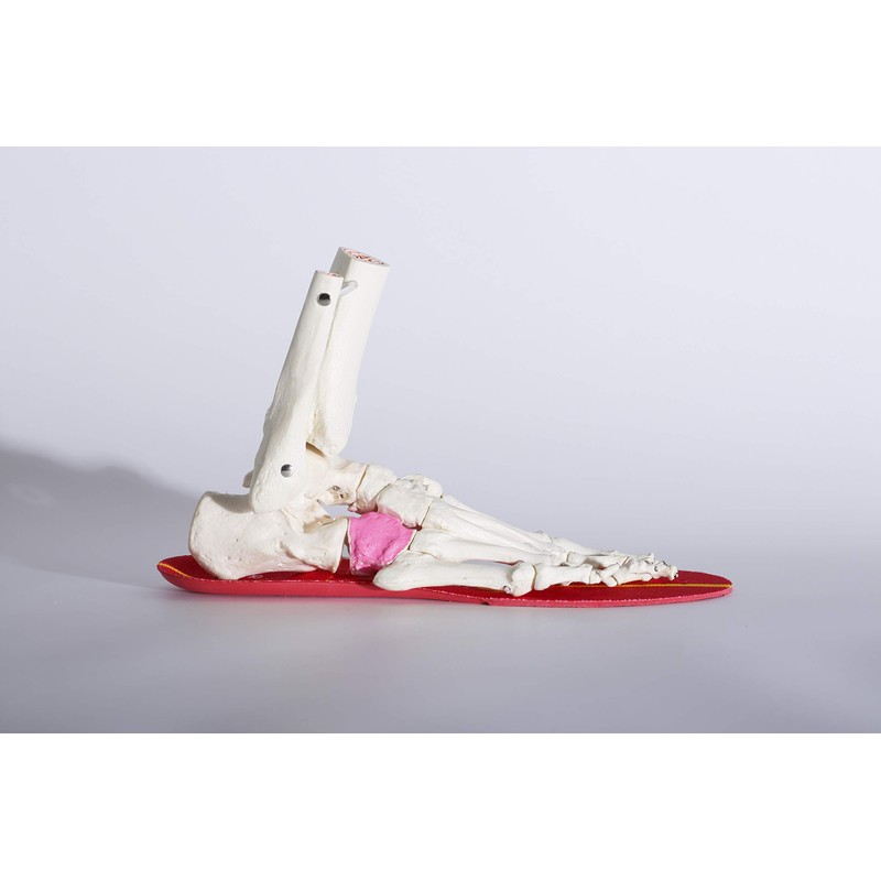 BMZ CL-K751 "CCLP Theory" Model, Soccer Insole, Cal Power Smart
