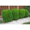 FUN AND GROW SEEDS: Seeds Summer Cypress Burning Bush Kochia