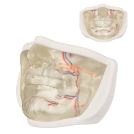 Injection Lower Face Training Model, Transparent Facial Injection Model with Simulated Blood Vessels, Injection Practice Kit for Teaching Medical Students Doctors, Estheticians, Microplasty