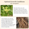 Wanhua Hall Astragalus Root Slices Tea Huang Qi 黄芪 Premium