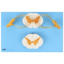 Axis Scientific Enlarged Spinal Cord Model, 8X Life Size Nerves Plus Anterior and Posterior Nerve Roots and Spinal Ganglion - Includes Product Manual, Worry Free 3 Year Warranty, and Base for Display