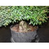 Unbranded Chinese elm pre-bonsai - 9" to 11"