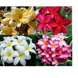 4 HAWAIIAN PLUMERIA PLANT CUTTINGS & 5 GINGER ROOTS