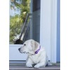 LupinePet Originals 1" Rose Garden 12-20" Adjustable Collar for Medium