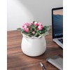 Fayoula Self Watering Plant Pot, 6 Inch African Violet Pots