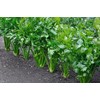 Celery Seeds, 200+ Tall Utah 52-70, Heirloom, Non GMO Seeds,