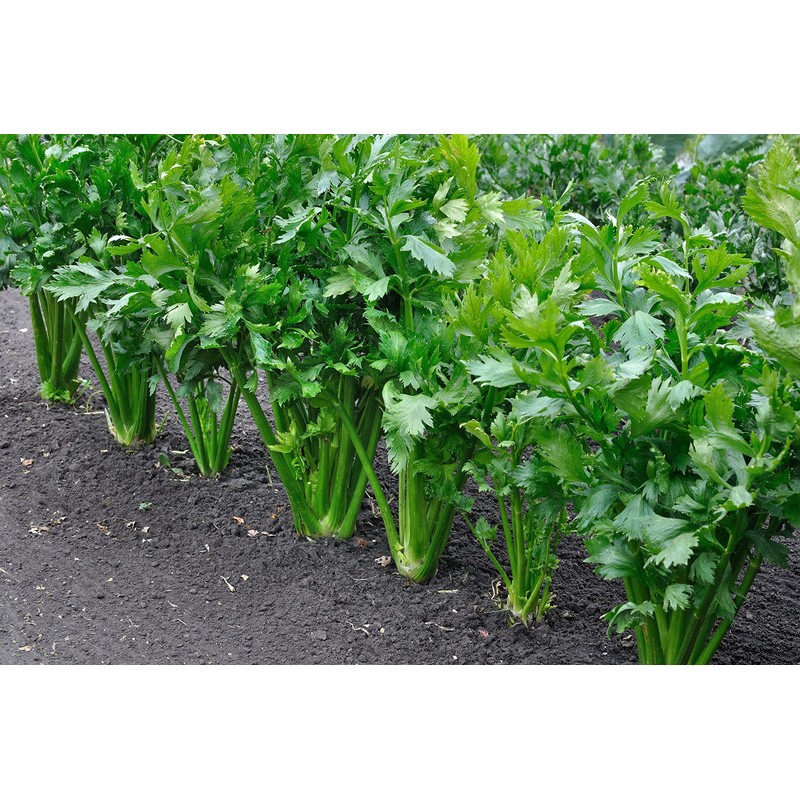 Celery Seeds, 200+ Tall Utah 52-70, Heirloom, Non GMO Seeds,