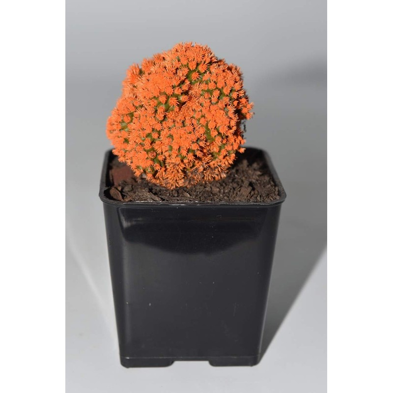Live Orange Desert Gem Cactus - Live Plants, House Plant,