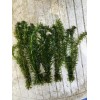 Anacharis Elodea- Beautiful Freshwater Live Plant Bundle, Lot Of 5