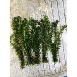 Anacharis Elodea- Beautiful Freshwater Live Plant Bundle, Lot Of 5 bunches.