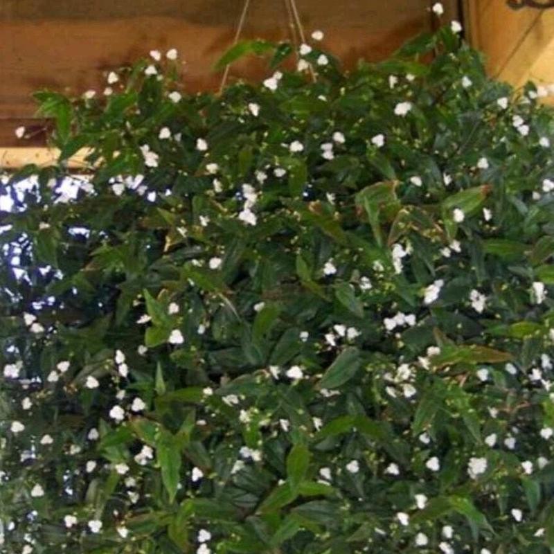 Tahitian Bridal Veil Cuttings - Specification: 4 Cuttings