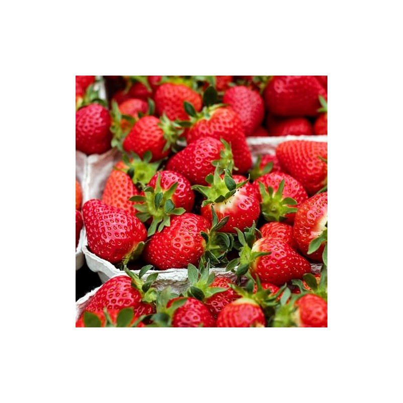 Albion Day Neutral Strawberry Plants - Large Berries and High