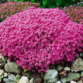 20000+ Magic Creeping Thyme Seeds for Planting Heirloom Flowers Perennial Thyme Non-GMO Thymus Serpyllum Seed Ground Cover Plants Seeds