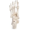 Medical Anatomical Skeleton Foot Model, Life Size