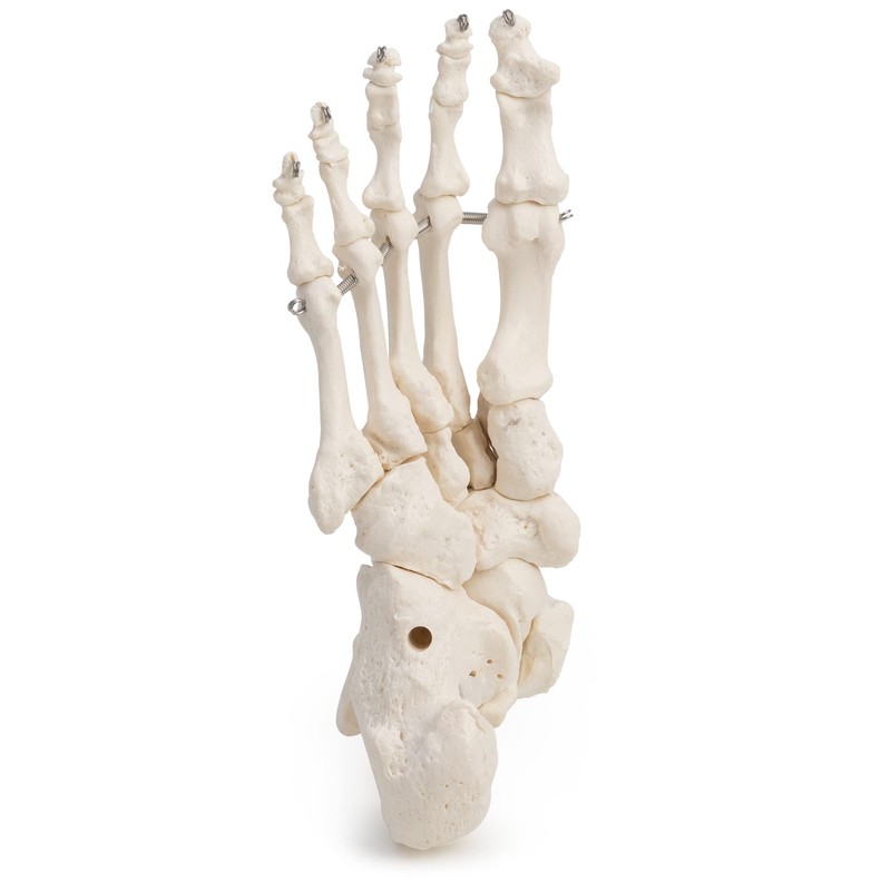 Medical Anatomical Skeleton Foot Model, Life Size