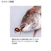 GEECRACK EBIDAMA THROUGH Shrimp Ball Thru (5.3 oz (150 g),