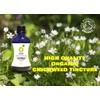 Organic Herbal Remedies 100ml Chickweed Tincture