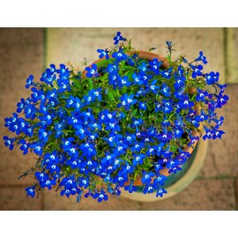 CEMEHA SEEDS - Lobelia Blue Сascade Cardinal Annual Flowers for Planting 1000 Seeds