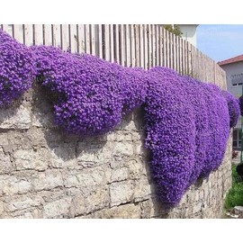 20000+ Creeping Thyme Seeds for Planting -Perennial Ground Cover Plants Flowers Non-GMO Heirloom (Purple)