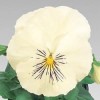 Pansy Seeds Pansy Whiskers White 25 Seeds Viola Seeds Cat