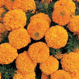 African Marigold Flower Garden Seeds -Inca II Series F1 - Orange - 100 Seeds - Annual Flower Gardening Seeds - Tagetes erecta