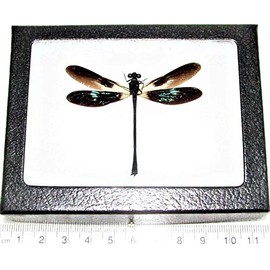 BicBugs Euphaea variegata REAL FRAMED DRAGONFLY DAMSELFLY GREEN