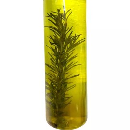 Eco R Pack 2 Shampoo Romero Acelera Crecimiento Cabello Brillo