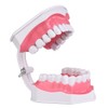 Dental Teaching Teeth Model with Toothbrush Children Education Teeth Brushing