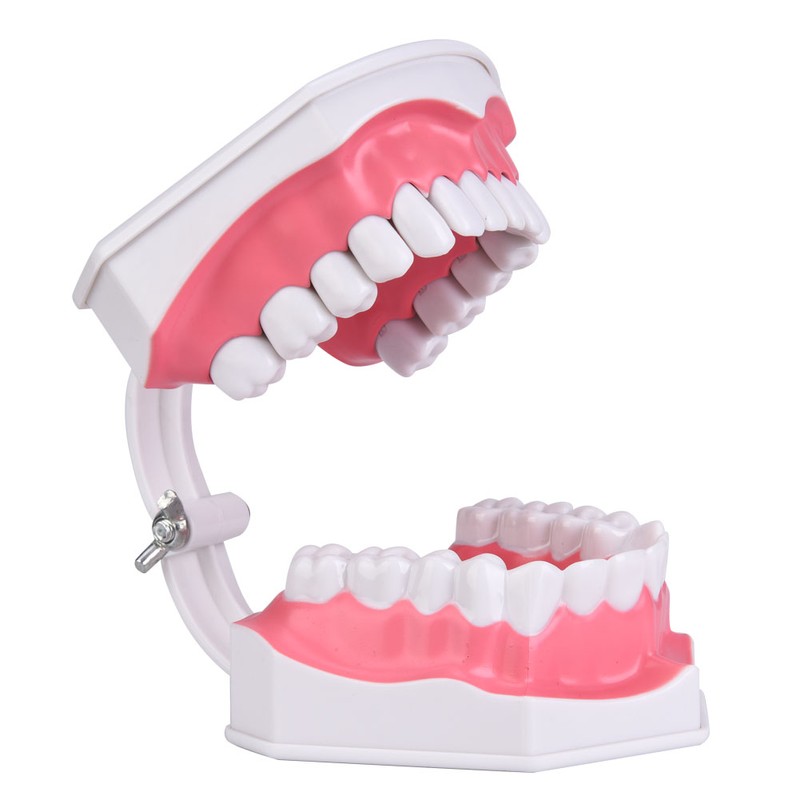 Dental Teaching Teeth Model with Toothbrush Children Education Teeth Brushing