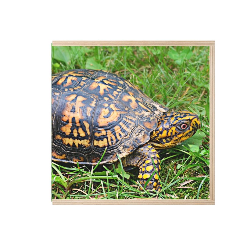 Fabulous Wooden Box - Turtle of Earth Black and Yellow