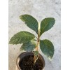 Tree Loquat Tree Seedling 10” -12” Tropical Plant Sweet Juicy
