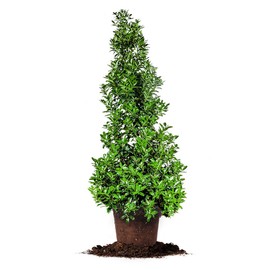 OAKLEAF Holly, Live Plant, Includes Special Blend Fertilizer & Planting Guide (4-5-FT)