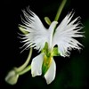 Japanese Radiata White Egret Orchid Flower 50Pcs Seeds...(#5422