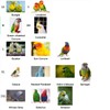 Bird Diaper Harness Flight Suit Clothes, Parrot Flight Suit with